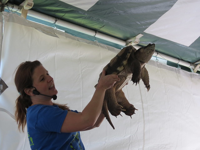Reptiles Alive present a rather large turtle at Mason Neck State Park, Virginia Eagle Festival