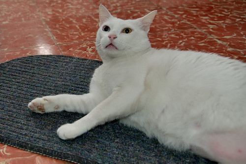 Duque, gato Blanco de ojos Dispares esterilizado súper dulce positivo a inmuno, nacido en 2011, en adopción. Valencia. ADOPTADO.  25200631005_95794f9c3b