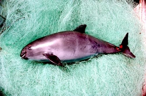 小頭鼠海豚。圖片來源：OCEAN TREASURES。