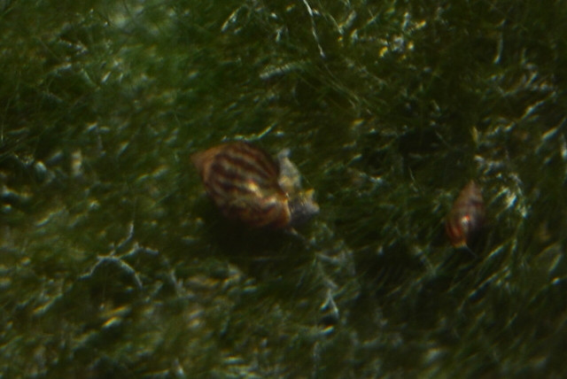 Identificación caracol: Melanopsis tricarinata 25259650523_2aa7358196_z