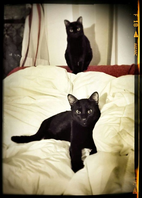 Nero, gato negro azabache guapetón nacido en Abril´15 esterilizado, en adopción. Valencia. ADOPTADO. 24175742093_ec8cb9d4d5_z