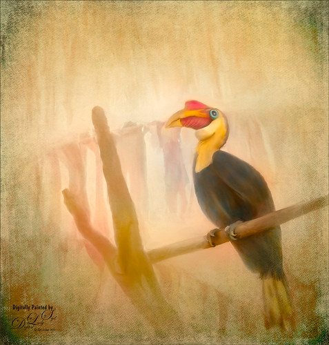Painted image of a Wrinkled Hornbill