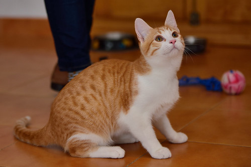 Jinks, gatito rubio y blanco de ojos cobre juguetón, nacido en Septiembre´15, en adopción. Valencia. ADOPTADO. 25506315086_60bbe8a5e6