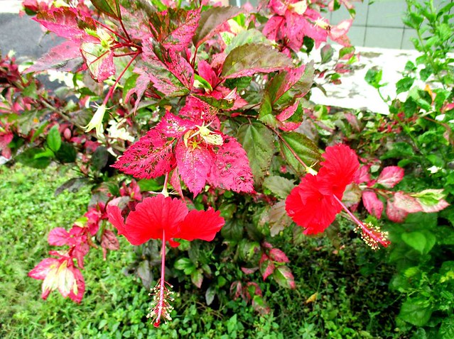 Red-leafed hibiscus