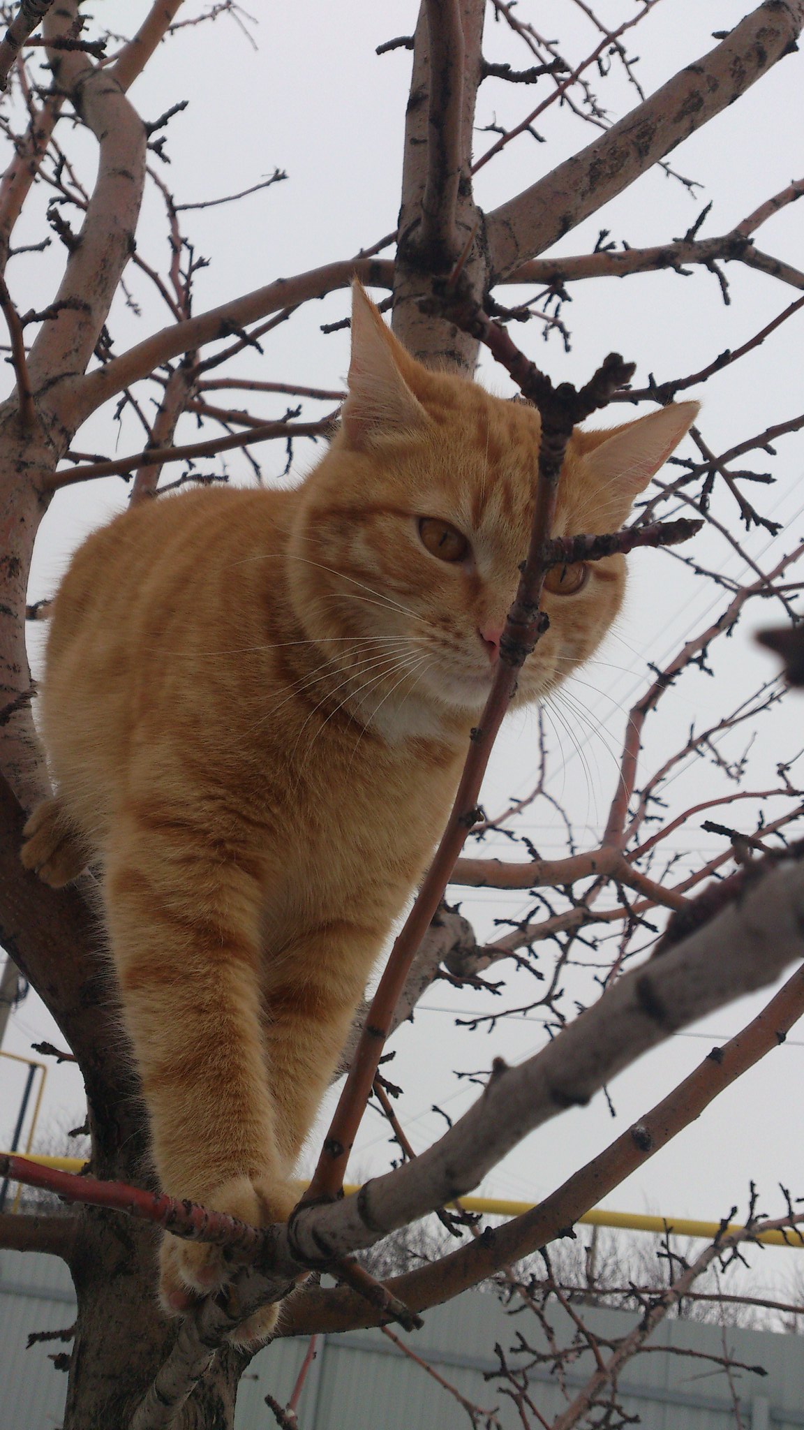 Трёхмесячный котёнок, лазающий по деревьям.