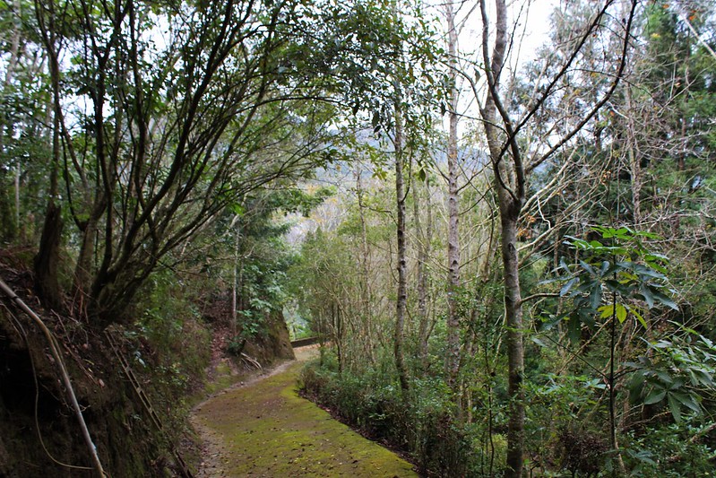 森林提供了眾多生態服務功能，透過經營管理得以永續，這也是台灣新林業的契機。攝影廖靜蕙