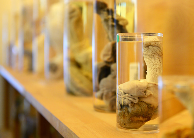 Muestras de penes de animales en formol del museo del pene de Reikiavik