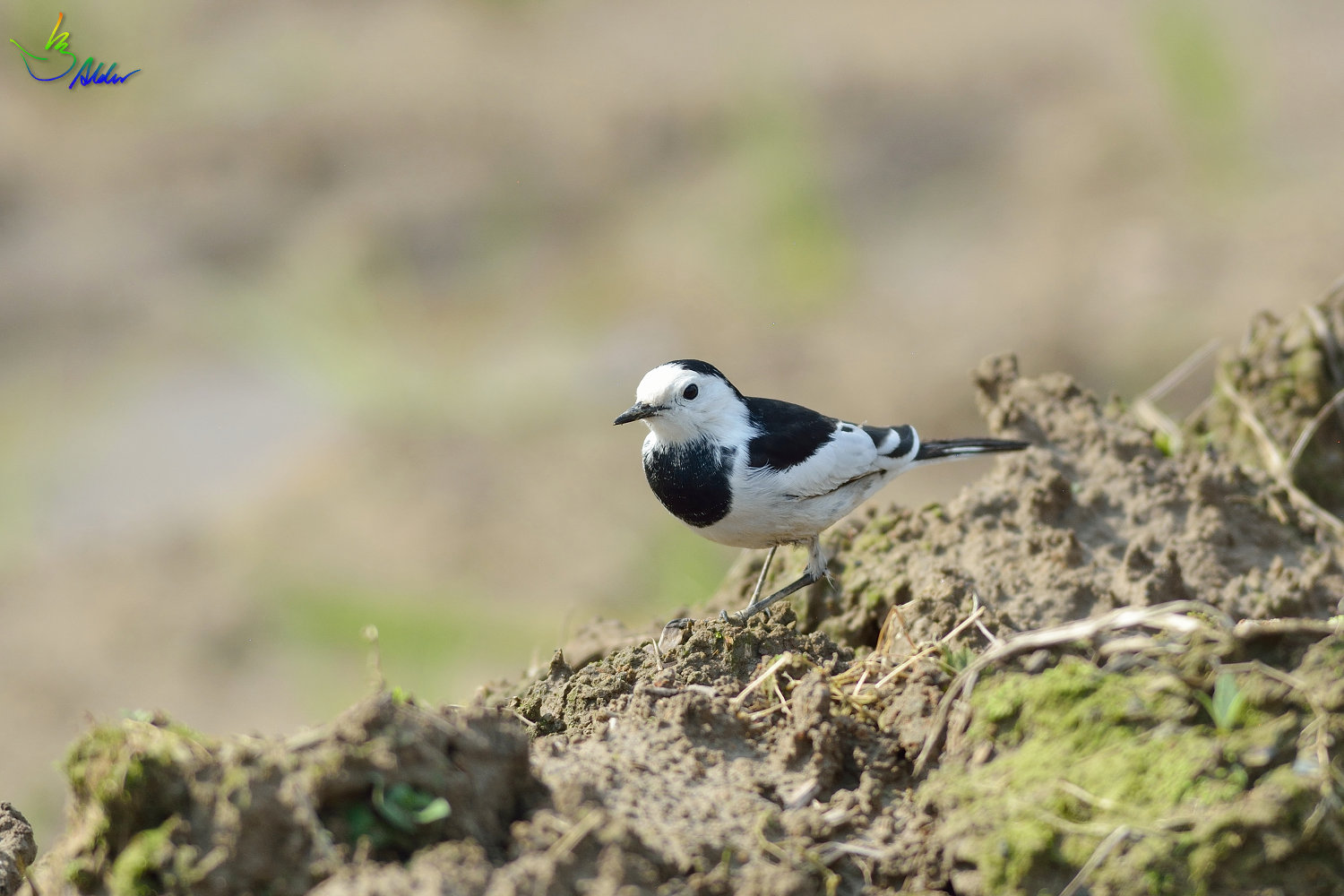White_Wagtail_0163