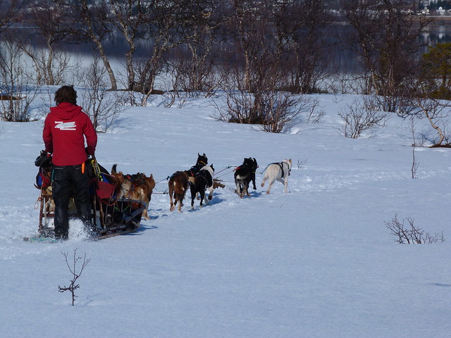 Trineo de perros en Laponia Noruega