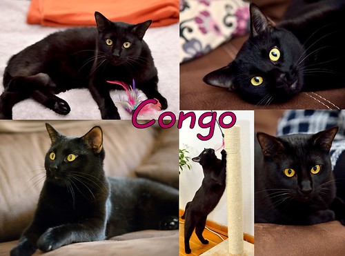Congo, gato pantera espectacular esterilizado, nacido en Febrero´15, en adopción. Valencia. ADOPTADO. 23938805633_2e132b65b2