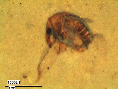 Fossil weevil from Kishenehn Formation