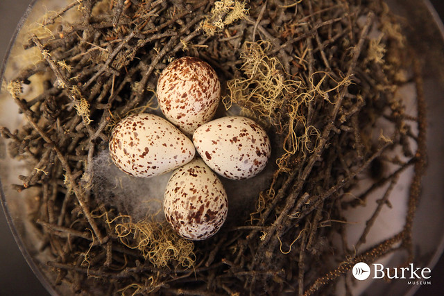 西雅圖柏克自然歷史文化博物館收藏的蛋及鳥巢標本。圖片來源：Burke Museum(CC BY-NC 2.0)