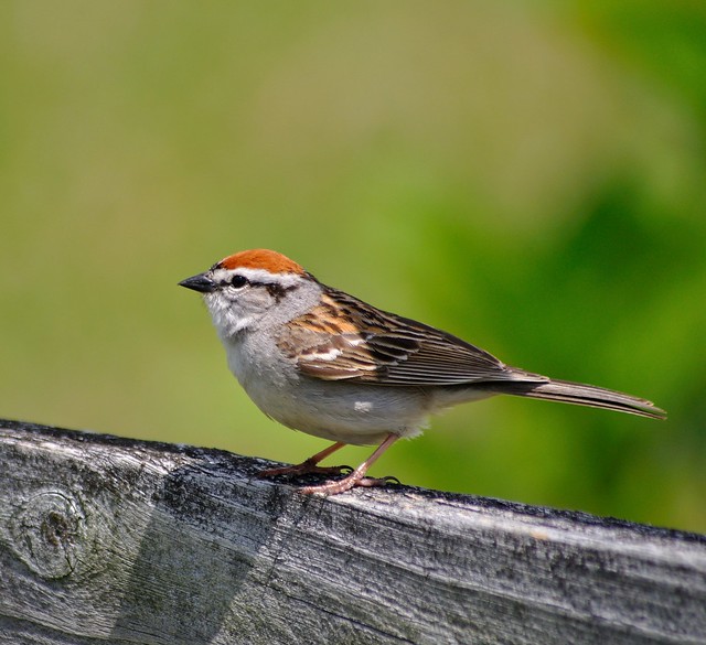 Chipping Sparrow at Chippokes State Park, Virginia
