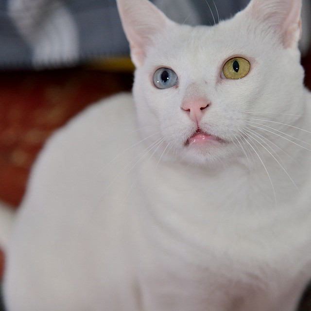 Duque, gato Blanco de ojos Dispares esterilizado súper dulce positivo a inmuno, nacido en 2011, en adopción. Valencia. ADOPTADO.  25082370242_fcda6c49c4_z
