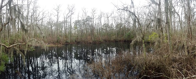 We began our 2016 hiking adventure by visiting the Bald Cypress Swamp at First Landing State Park in Virginia