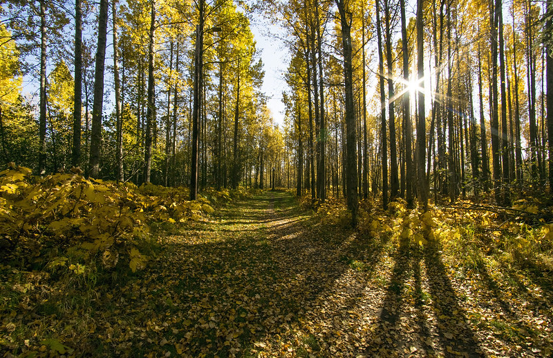 樹林一景。圖片來源：Doug Brown（CC BY 2.0）。
