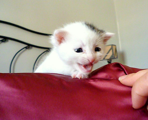 Nivia, gatita blanca con un toque pardo monísima nacida en Marzo´16 en adopción. Valencia. ADOPTADA. 26375868895_88cef18db2