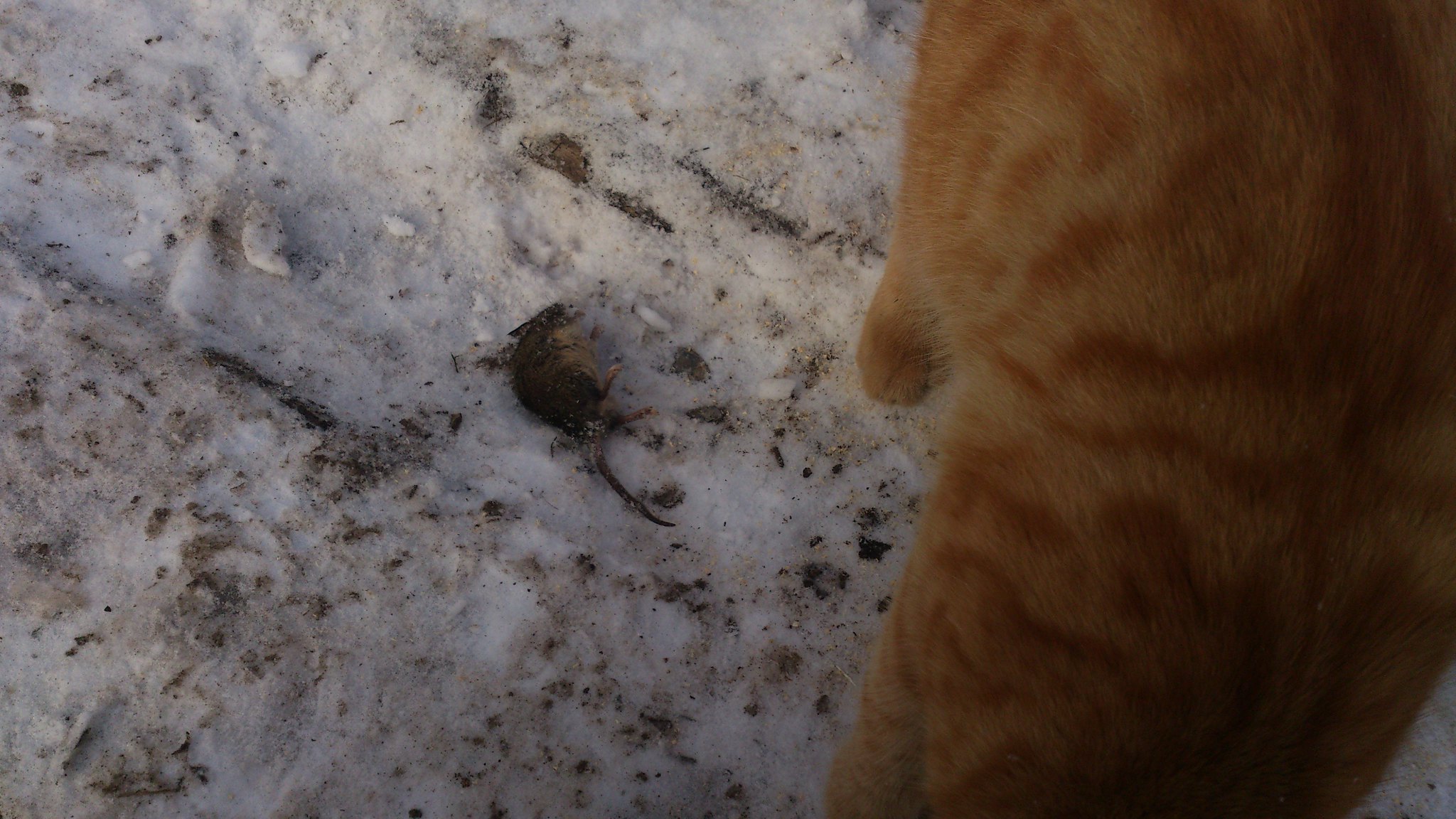 Кот и мышь. 