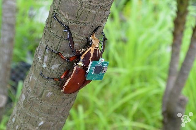 New research: scientists have succeeded in creating a cyborg insects