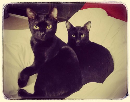 Nero, gato negro azabache guapetón nacido en Abril´15 esterilizado, en adopción. Valencia. ADOPTADO. 24434943389_8b0c08991c
