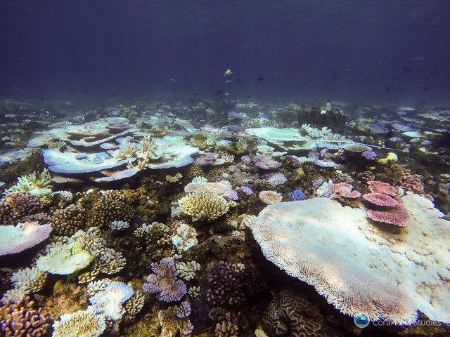 圖片來源：ARC Centre of Excellence for Coral Reef Studies。