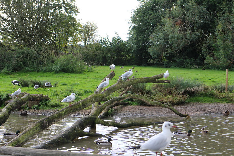 水鳥棲息在Slimbridge Wetland Centre 。攝影：許惠婷。