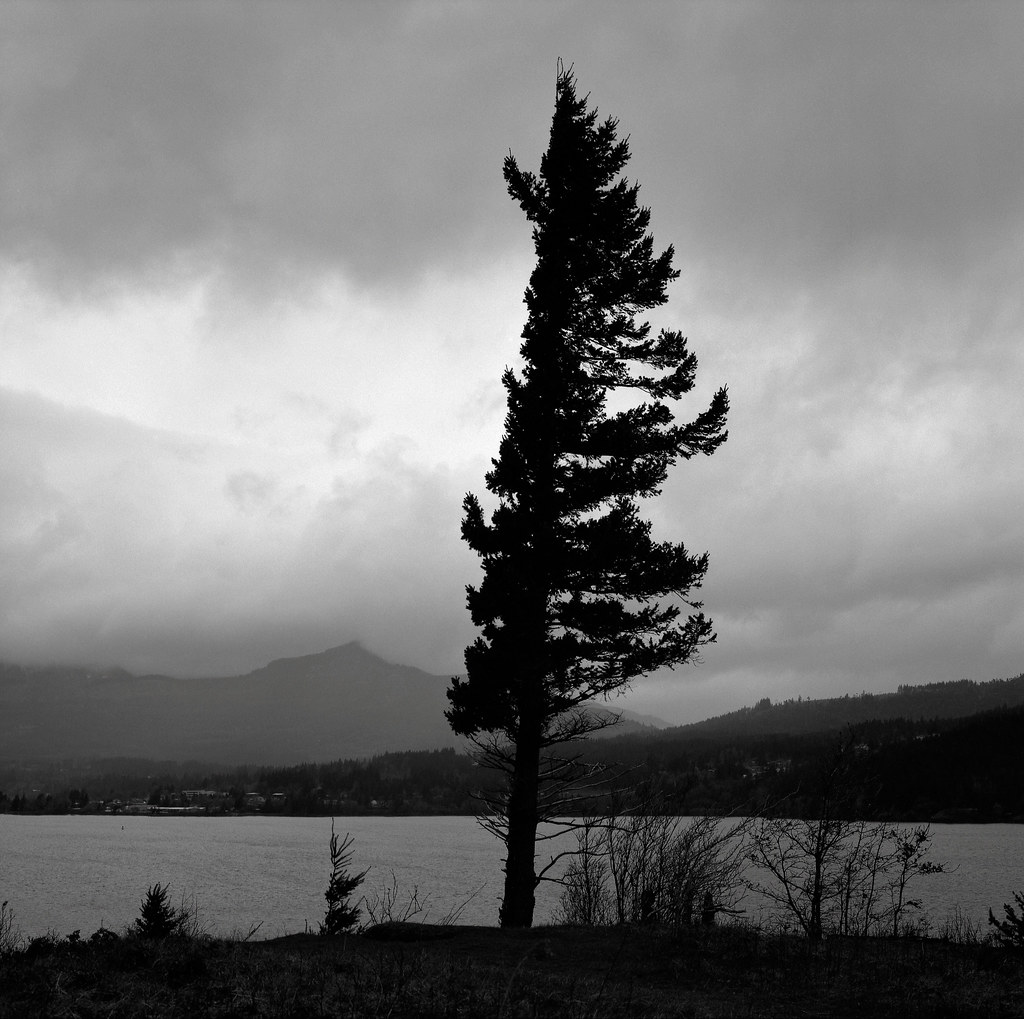 Tree, Columbia River, Oregon | by austin granger