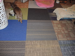 Hyzzie gets real carpet