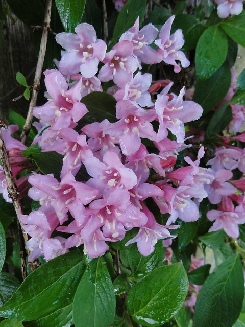Image shows a large cluster of the flowers, overwhelming the leaves.