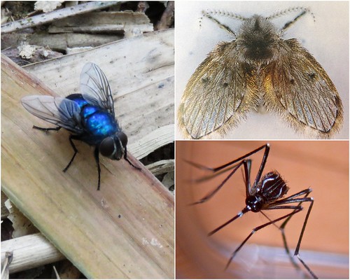蒼蠅、蚊子、蛾蚋這幾種昆蟲少打交道為妙。左：蒼蠅。環境資訊中心提供。右上：蛾蚋。廖靜蕙翻拍。