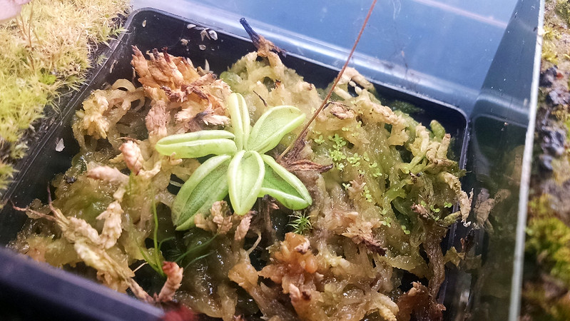 Pinguicula lusitanica and seedlings.
