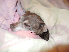 Hyzzie enjoying the freshly washed anteater blankets