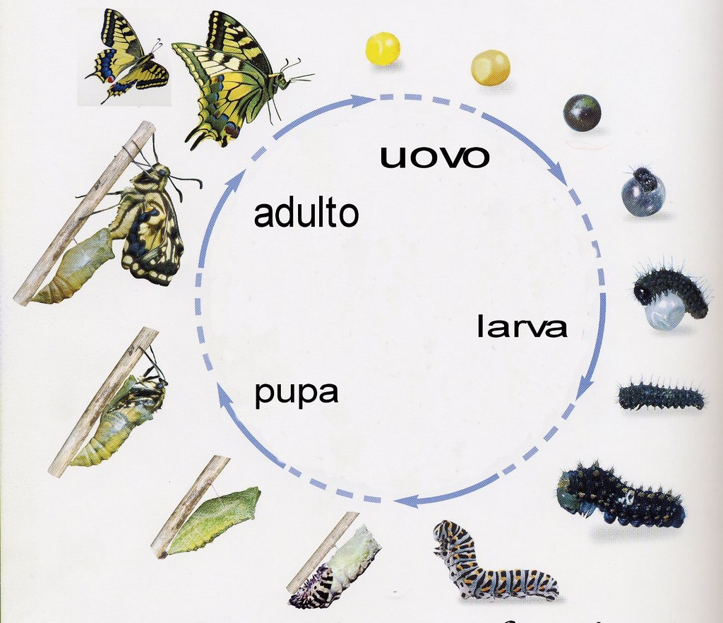 ciclo vitale farfalle