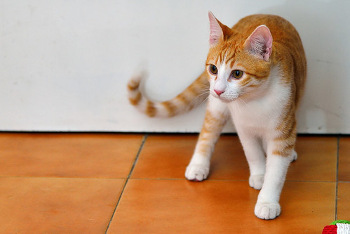 Jinks, gatito rubio y blanco de ojos cobre juguetón, nacido en Septiembre´15, en adopción. Valencia. ADOPTADO. 25506318036_3ba03eb71b