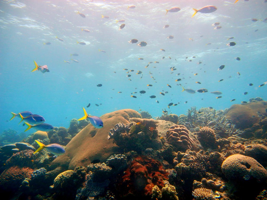 澳洲大堡礁的海底生態。圖片來源／郭兆揚提供