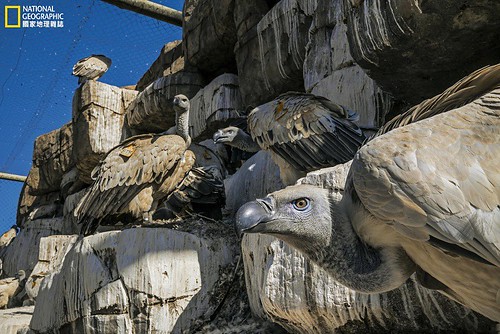 兀鷲是自然界重要的清道夫。攝影： 查理．漢彌頓．詹姆士Charlie Hamilton James。圖片來源：國家地理雜誌2016年1月號
