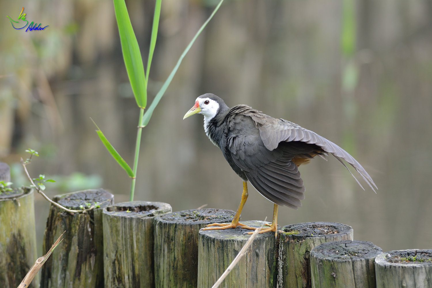 White-breasted_Waterhen_7117