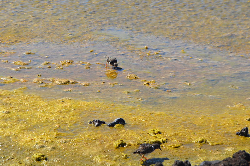 Turnstones, Las Salinas, Fuencaliente, La Palma