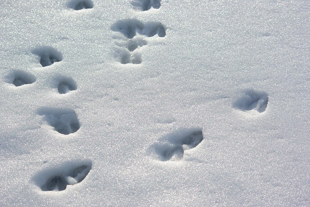 Deer tracks in the snow at at York River State Park, Virginia