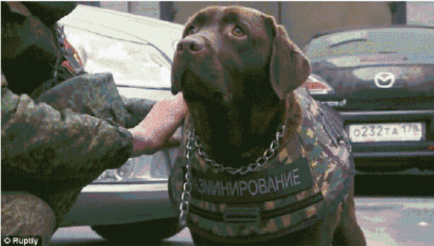 Dogs also protecting: Russia for the dog-dedicated protective clothing