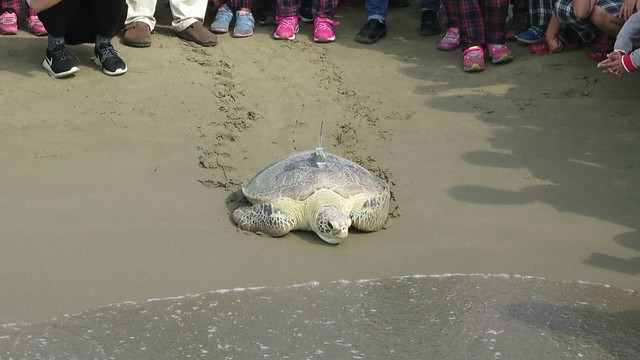 裝上發報器的海龜帶著眾人的祝福，以及加油聲中，爬向大海回家了！攝影：海生館柳映如。
