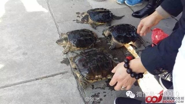 People in Daming Lake to set free the snapping turtle or impact on the ecological environment