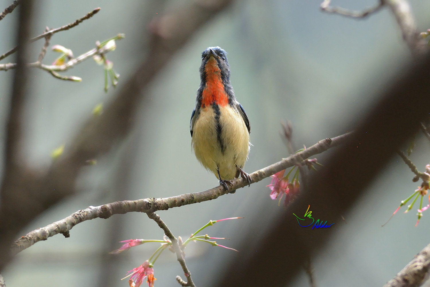 Fire-breasted_Flowerpecker_1675