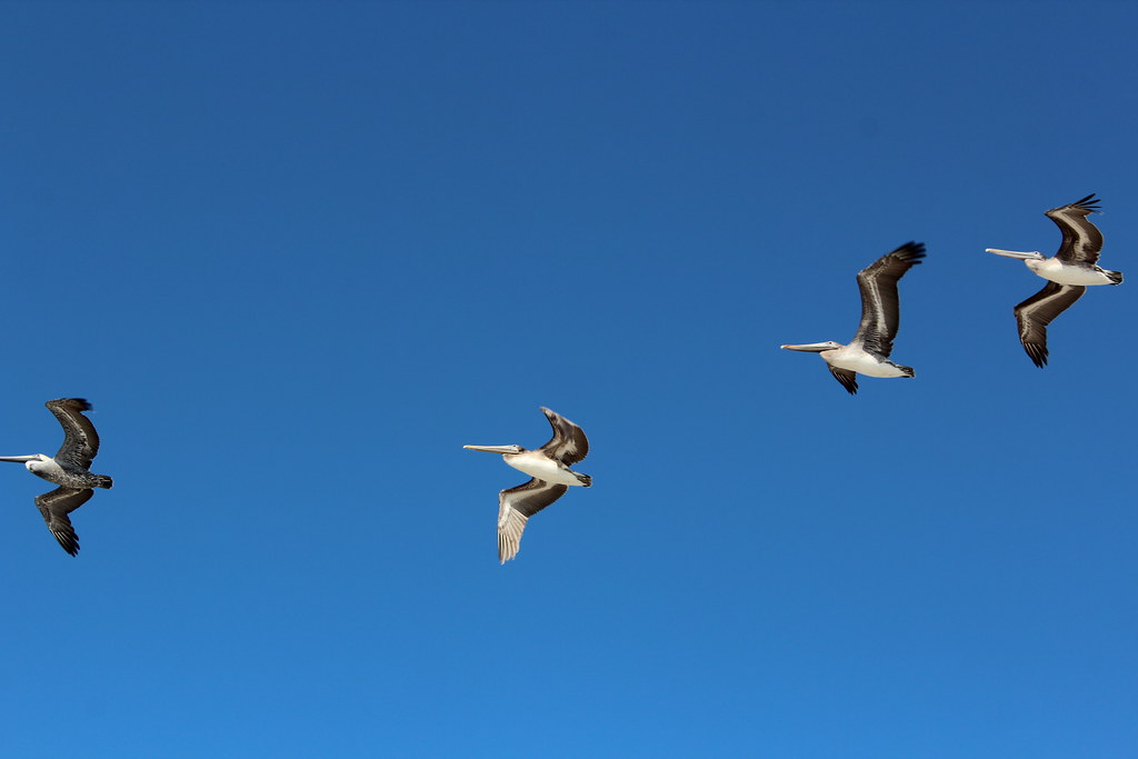 birds in the sky over the beach