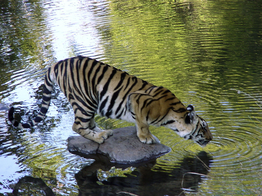 印度塔爾保護區內，一隻兩歲的老虎正在喝水。圖片來源：WWF。