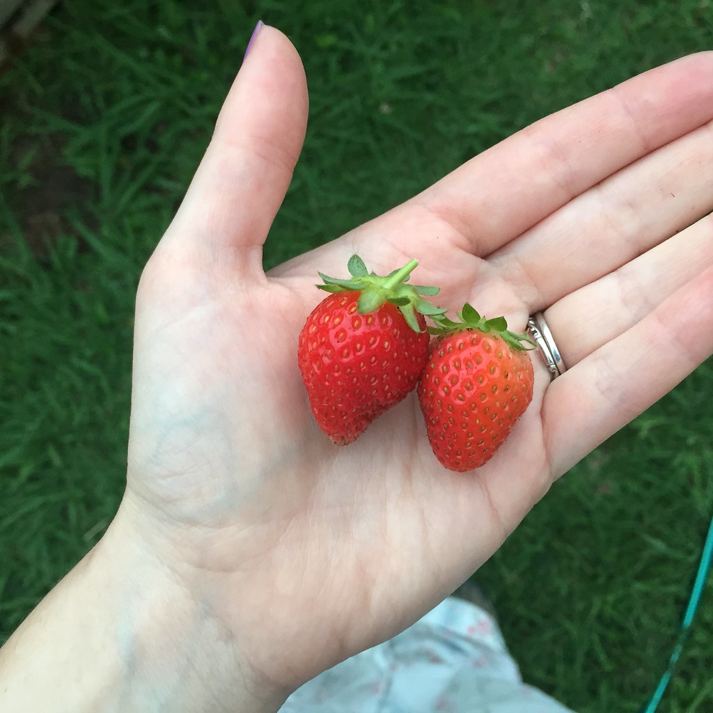 a pair of perfect homegrown strawberries