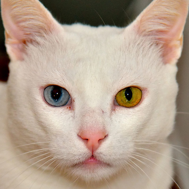 Duque, gato Blanco de ojos Dispares esterilizado súper dulce positivo a inmuno, nacido en 2011, en adopción. Valencia. ADOPTADO.  24832955399_c0a174e074_z