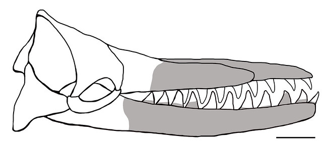 尖鼻白鯨 Albicetus oxymycterus 頭骨的復原圖，灰色的部分為化石有保留的部位，右下角的比例尺為 20 公分。圖片取自：Boersma, A. T. and Pyenson, N. D. Albicetus oxymycterus, a new generic name and redescription of a basal physeteroid (Mammalia, Cetacea) from the Miocene of California, and the evolution