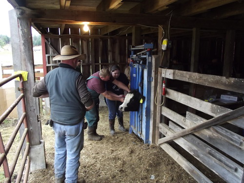 Dr. Jamie Cassel teaching proper livestock handling