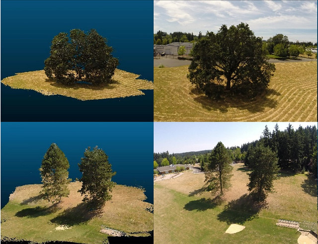 右上和右下圖都是真實的樹；左上和左下則是電腦模擬示意圖。圖片來源：華盛頓州立大學 Washington State University